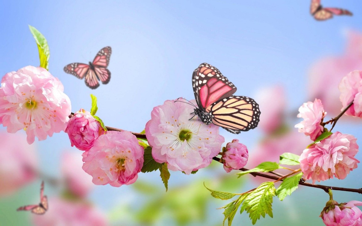 “Happy Birthday Flowers