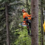 Essential Tree Pruning Tools Every Homeowner Should Know About