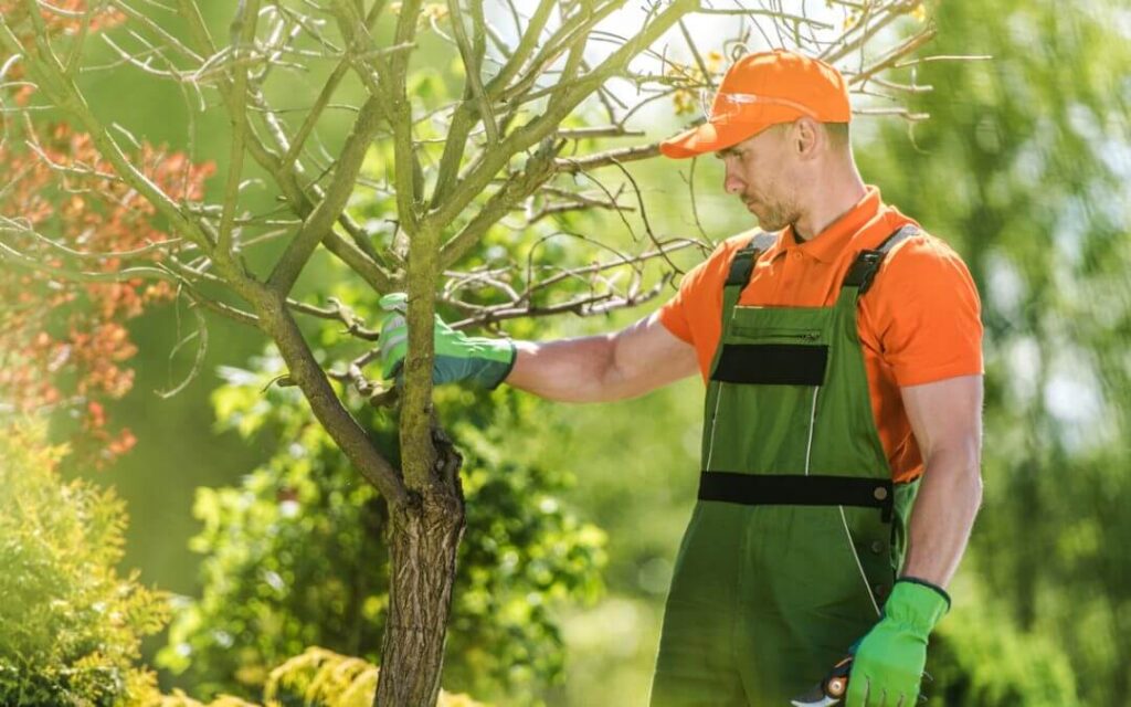 Tree Pruning Tools