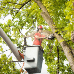 Where to Book Professional Tree Trimming Near Me Services