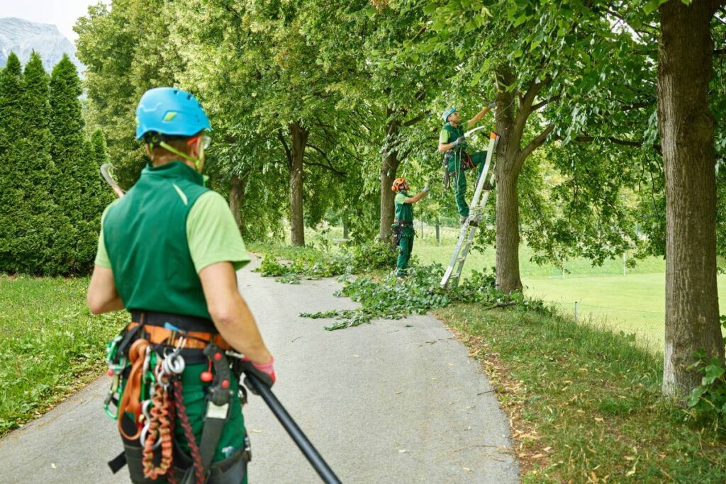 Book Professional Tree Trimming