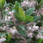 Balgowlah Heights Florist: Flowers for a Bushland-Fringed Harbour Suburb