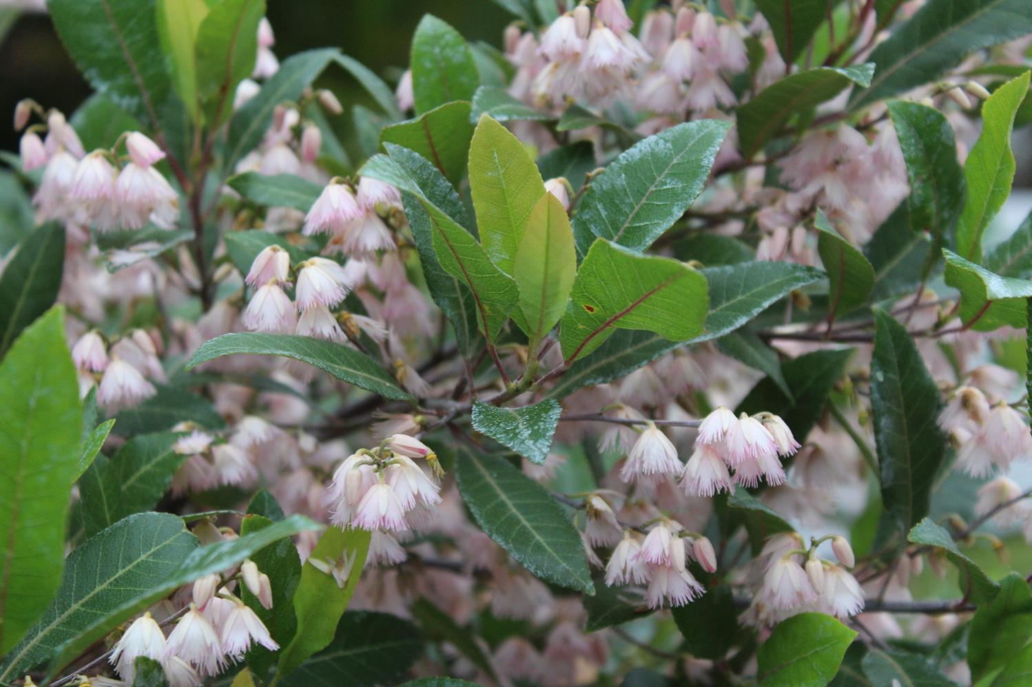 Balgowlah Heights Florist: Flowers for a Bushland-Fringed Harbour Suburb